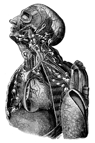 古董插图:淋巴管图片下载