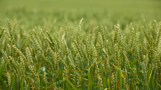 未成熟的绿色麦穗在田野上生长。侧面特写，选择性对焦，背景柔和。照片格式为16x9。农业主题图片下载