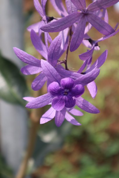 一束悬挂的紫色花朵特写照片图片下载