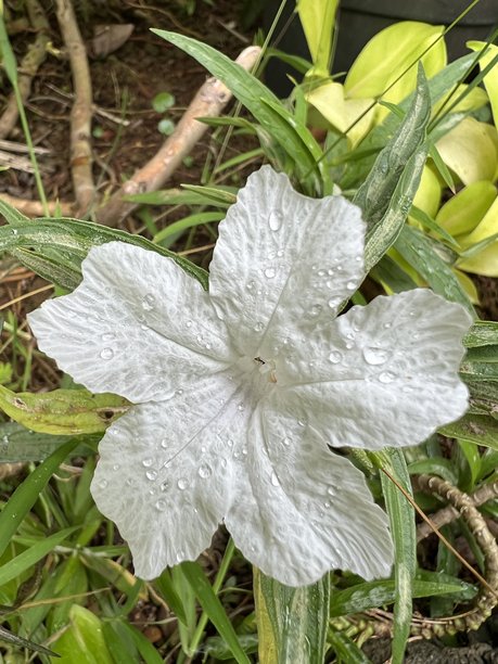 这张图片展示了一朵水珠覆盖的露兀莉亚花（Ruellia tuberosa），也被称为小米根或热病根的特写。图片下载