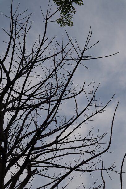 树的剪影与天空背景的照片图片下载