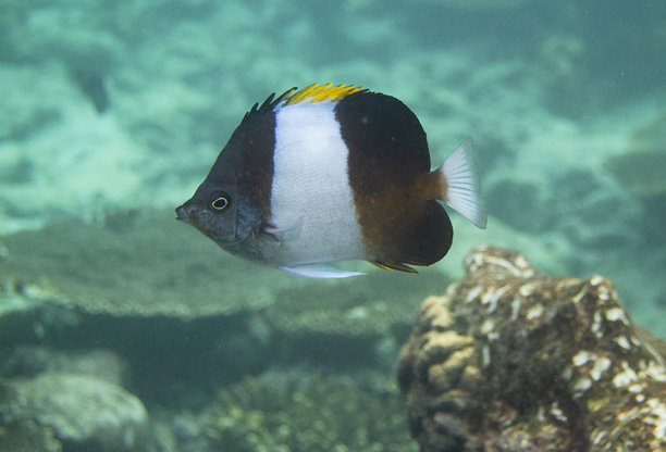 黑色金字塔蝴蝶鱼（Hemitaurichthys zoster）库存照片图片下载