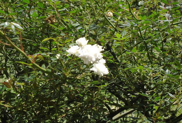 一张白花在绿叶丛中的照片，前景是白花绿叶的尖桩栅栏。图片下载