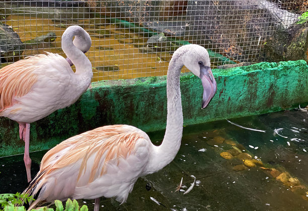 一张两只火烈鸟站在池塘里的照片，有两只火烈鸟站在池塘旁边的篱笆上。图片下载