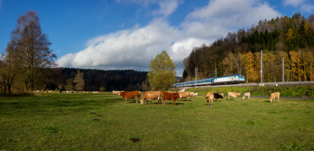 这张照片显示了一群奶牛在一片郁郁葱葱的绿地上吃草。牛站在一起，有的吃草，有的四下张望。图片下载