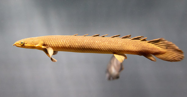 水族鱼在水中的特写，漂亮的数码照片图片下载