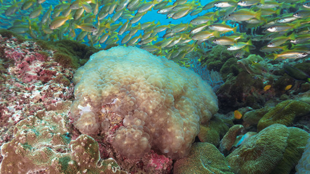 珊瑚泡泡的水下照片图片下载