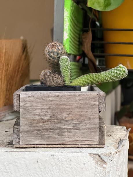 一张仙人掌植物的照片，放在桌子上的木盒里。图片下载