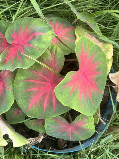 一种植物的照片，红色和绿色的叶子在一个蓝色的碗。图片下载