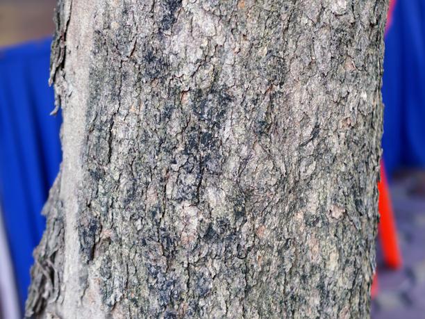 一张树干的照片，背景是一把红色的雨伞。图片下载