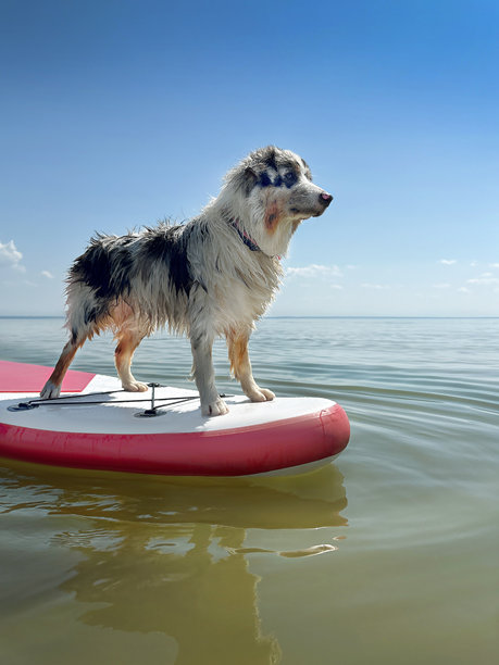 蓝色大理石色的澳大利亚牧羊犬在海中漂浮着手套立式冲浪板，竖版照片图片下载