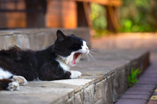 打哈欠的猫，黄昏时分在院子里的温暖氛围照片。图片下载