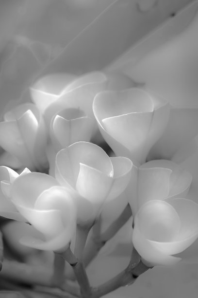 概念照片：柔和的花朵与黑白风格，婚礼妆容与装饰图片下载