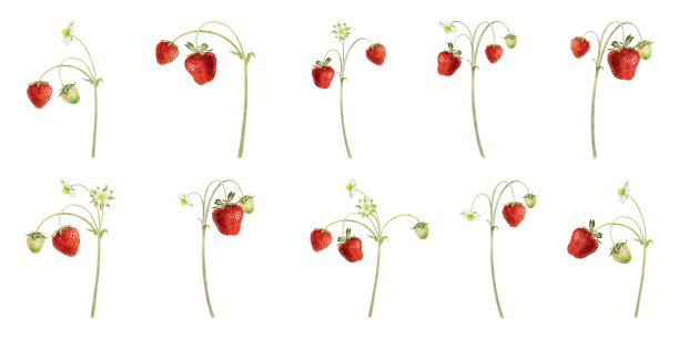 水彩插图，描绘草莓枝条。红色、成熟的浆果，带有萼片和茎。独立手绘的夏季植物剪贴画，适用于包装、化妆品、贺卡和农业种植。图片下载