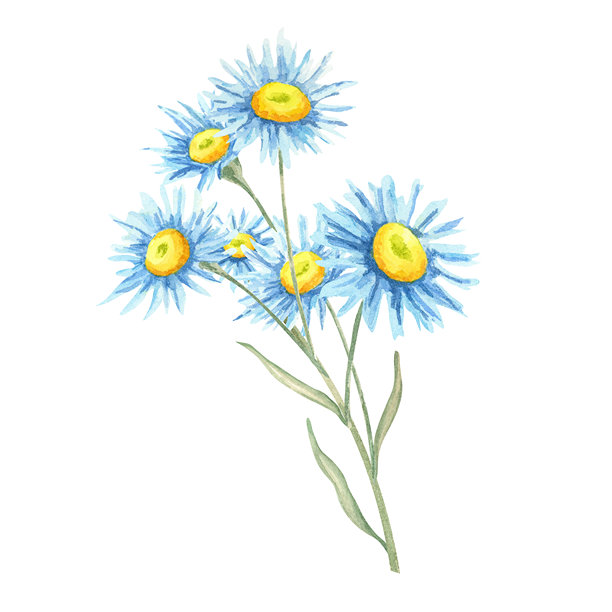 淡蓝色的紫菀花，中心为明亮的黄色，绘制成水彩插图。野花花束插画图片下载