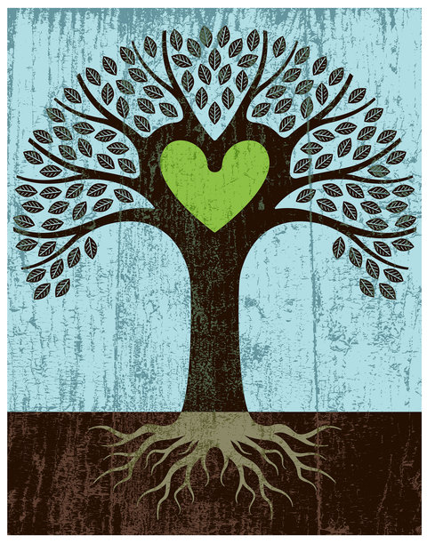 剥漆绿心树图片下载