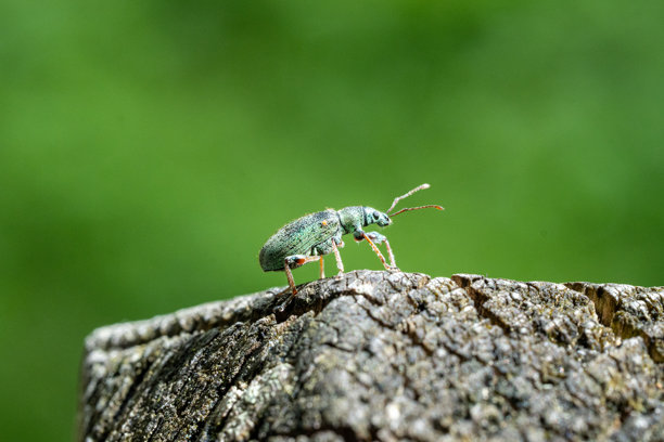 金属绿色象甲在纹理树皮上，背景为生动的绿色，适合自然、昆虫学或科学主题的详细微距照片图片下载