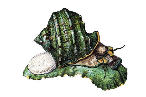 涡轮marmoratus图片下载