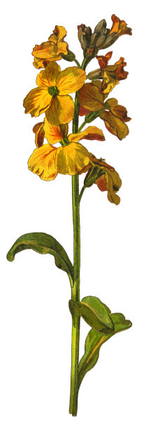 紫金香图片下载