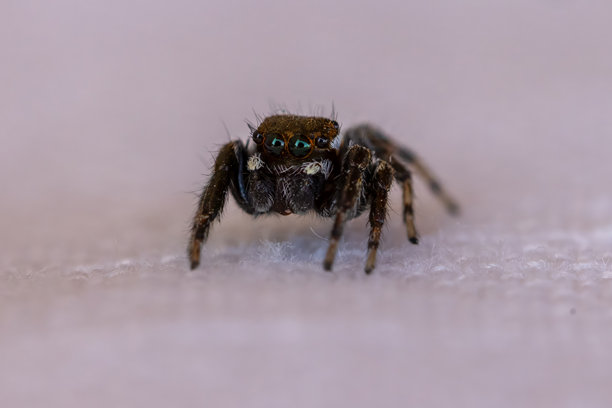 白色地面上的跳蛛特写照片图片下载