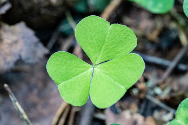 新鲜绿色三叶草叶的特写照片，象征着幸运、生态生活和春天的生长。图片下载