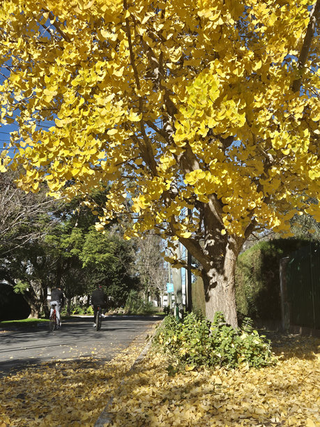 秋天的银杏树照片图片下载