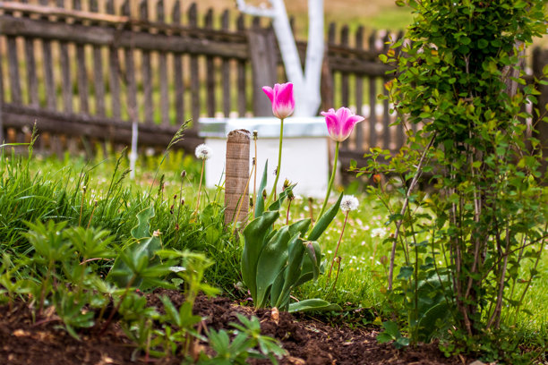 乡村花园中的粉色郁金香库存照片图片下载