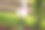 乡村花园中的粉色郁金香库存照片图片下载