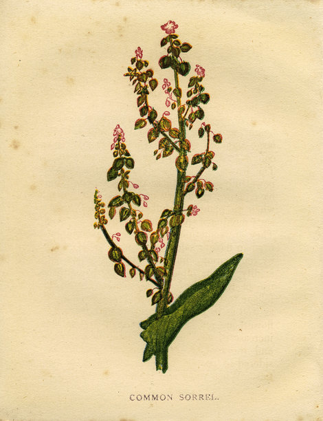 红紫色野花常见的酢草维多利亚植物插图由安妮普拉特图片下载