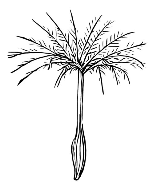 羊角草(草甸，艳丽的山羊胡子)图片下载