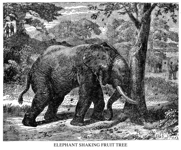 大象摇果树图片下载