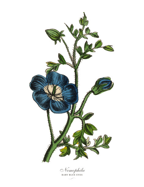 neophila或婴儿蓝眼睛植物，维多利亚植物学插图图片下载