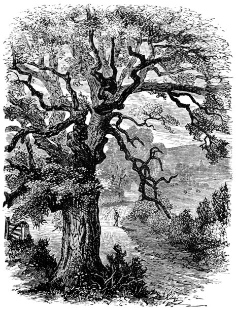 英国萨默塞特的一棵古老的粗糙树——19世纪图片下载