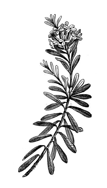 古植物学插图:月桂、月桂图片下载