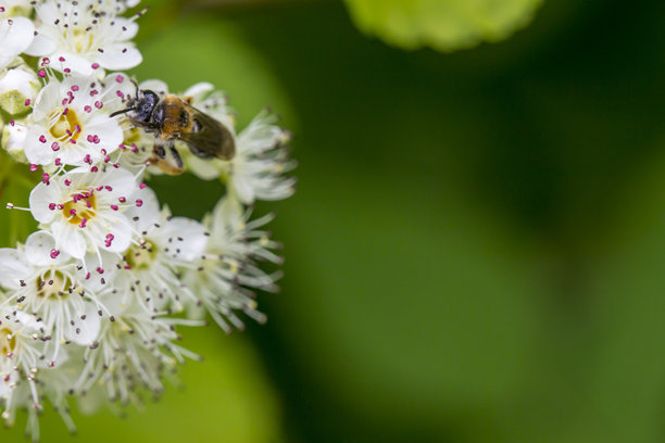 白色的斯佩里亚花被昆虫授粉，背景模糊，带有散景效果。留有文字空间。色彩丰富的花卉照片。特写。美丽的屏幕保护程序。范霍特斯佩里亚。斯佩里亚。vanhouttei。蔷薇科图片下载