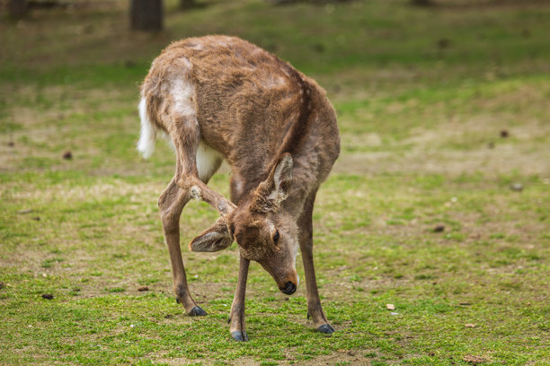 年轻的梅花鹿在日本奈良公园抓挠自己。鹿的毛色是棕色的，站在短短的绿草上。这张野生动物图片非常适合自然纪录片或旅游出版物。图片下载