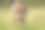 年轻的梅花鹿在日本奈良公园抓挠自己。鹿的毛色是棕色的，站在短短的绿草上。这张野生动物图片非常适合自然纪录片或旅游出版物。图片下载