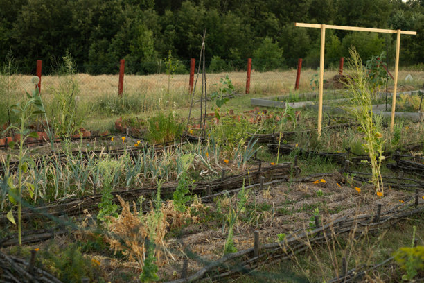 在生态农业中使用柳条篱笆的高架花园床种植蔬菜。库存图片图片下载