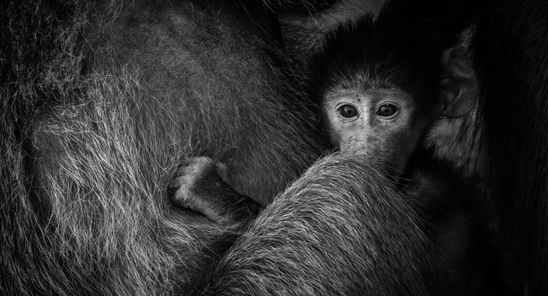 一只黑白色的特写照片，展示了一只小猴子安全地依偎在母亲的怀抱中，突显了亲密和保护。图片下载