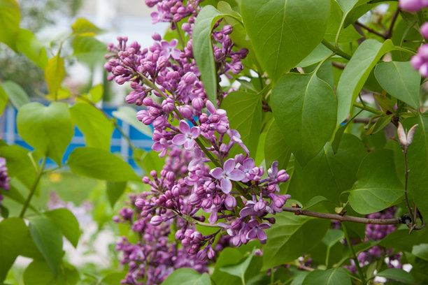 春天盛开的紫丁香花。紫丁香的春季早午餐。高质量照片图片下载