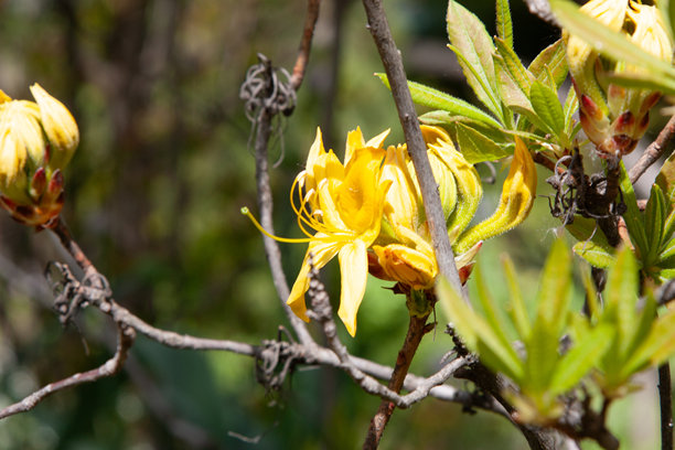 黄色杜鹃花，春天盛开的灌木。繁茂的杜鹃花呈黄色。开花的灌木伴有绿色叶子。高质量照片。自然背景。图片下载