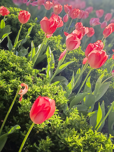 花园的花坛中盛开着许多美丽的粉色郁金香。竖版照片。图片下载