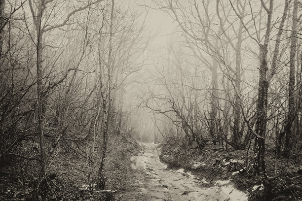 野森林中的土路，雾蒙蒙的日子，黑白古董照片，克里米亚，俄罗斯图片下载