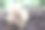 在森林中生长的克拉维科罗纳。色彩斑斓的蘑菇特写照片。屏幕保护程序。特写镜头。克拉维科尔德。克拉维科罗纳。耳蘑科。可食用蘑菇。采蘑菇；蘑菇狩猎；采摘蘑菇。图片下载