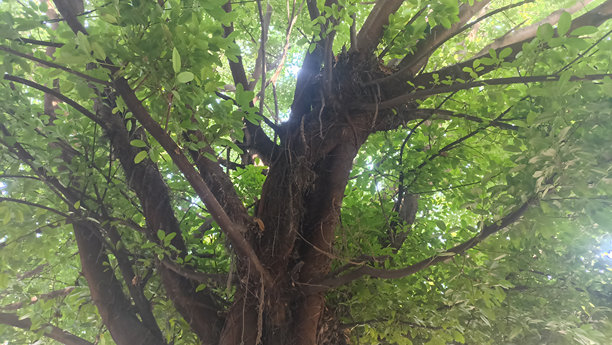 树冠库存照片。背景，自然之美，分支-植物部分，彩色图像，落叶树。绿色植物图片下载