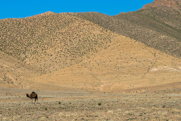 沙漠中的骆驼，照片为背景图片下载