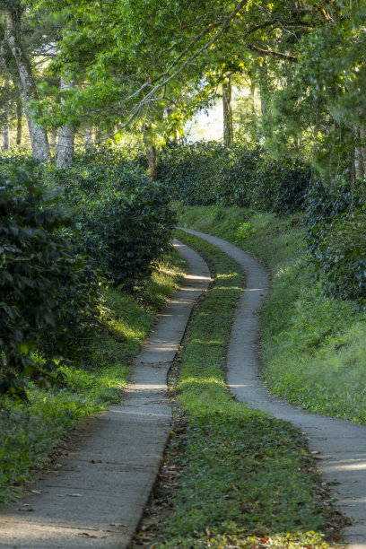 咖啡种植园的道路-库存照片图片下载
