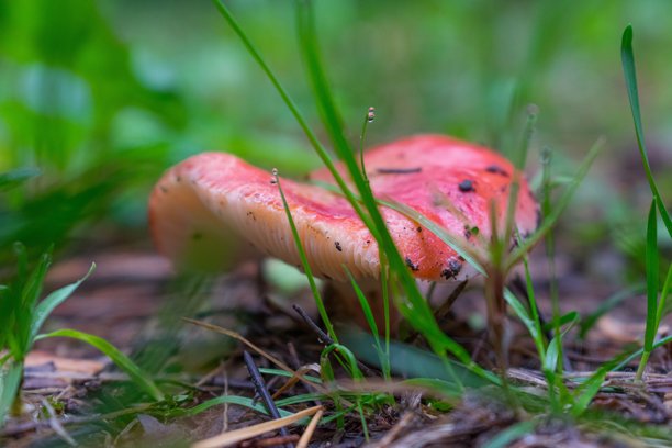 森林里的蘑菇的彩色照片图片下载
