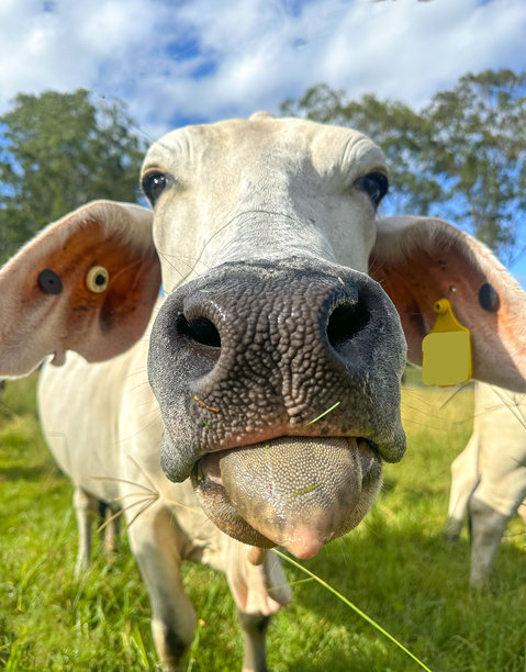 一张非常近距离的照片，一头白奶牛伸出舌头看着镜头。舌头是尖的。站在围场的绿草地上。远处的树木和蓝色多云的天空。澳大利亚昆士兰黄金海岸图片下载