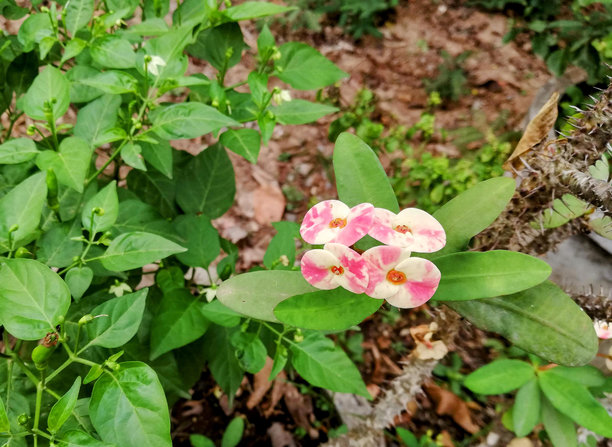 花园里一朵花心白色的粉花的照片。图片下载